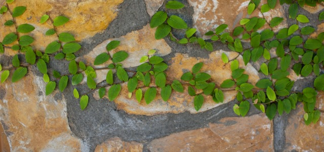 vine